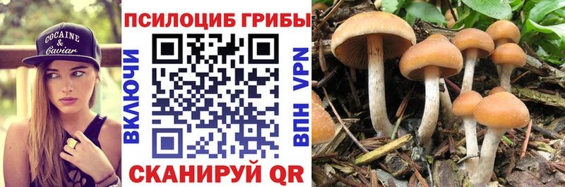 купить наркоту  Новозыбков  Галлюциногенные грибы ЛСД 
